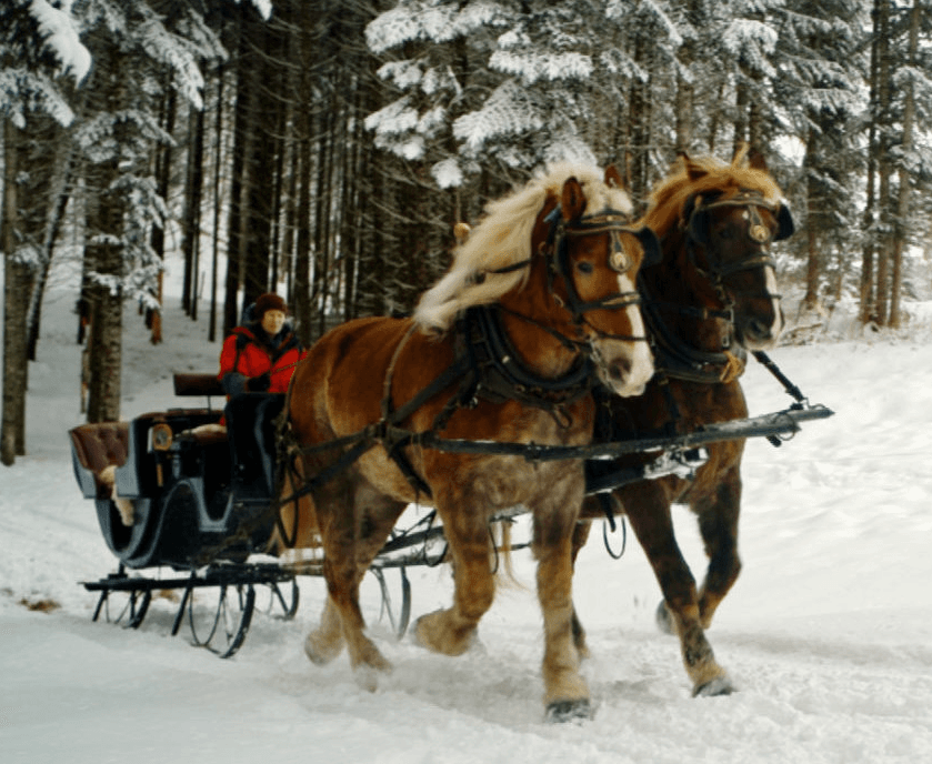 Horses pulling a winter sleigh through snowy forest trail