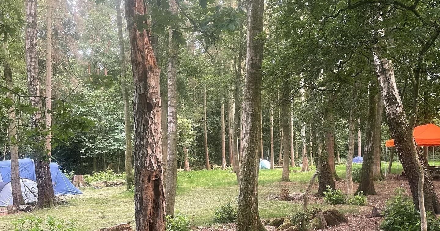Forest campsite tents among tall pines in shaded woodland camping