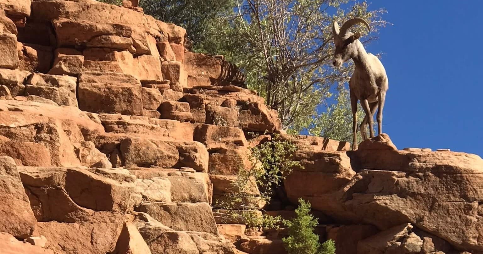 East Meets West: Zion Hike and Drive Tour from Springdale