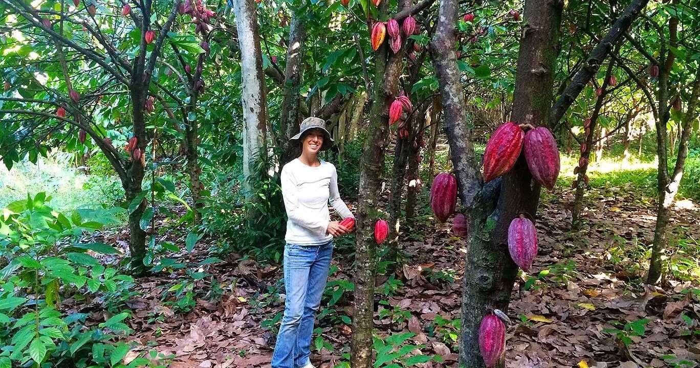 Guide standing among cacao trees in lush tropical plantation