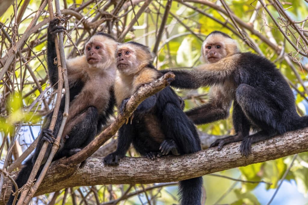 Monkey Island Tour: Panama Canal Monkey-Watching from Gamboa Marina