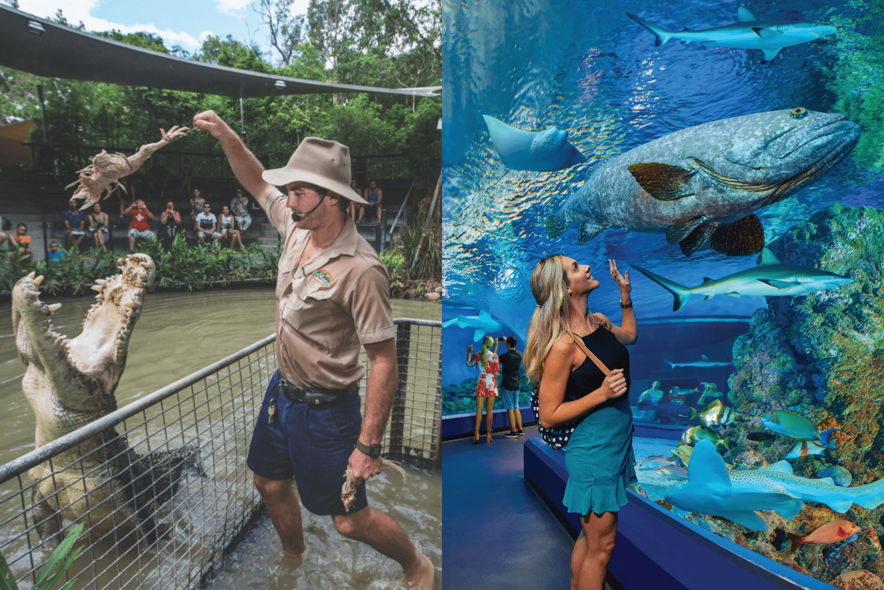 Explore Tropical North Queensland: Full Day at Cairns Aquarium and Hartley's Crocodile Adventures