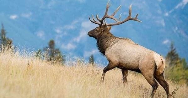 Bull elk walking across grassy slope with mountain backdrop