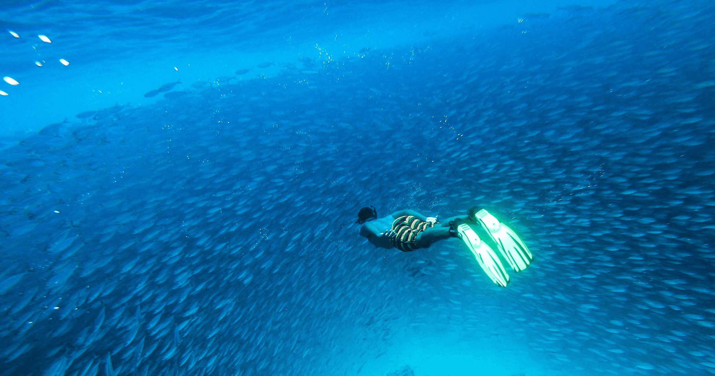 Snorkel Adventure with Bearded Butlers Curacao in Jan Thiel