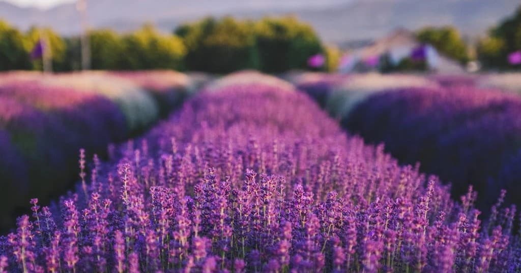 Visitors strolling through lavender field at sunset in countryside