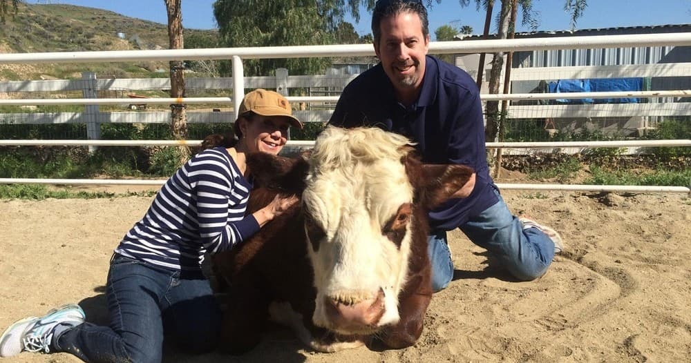 Visitors hugging cow in sunny outdoor corral at gentle barn