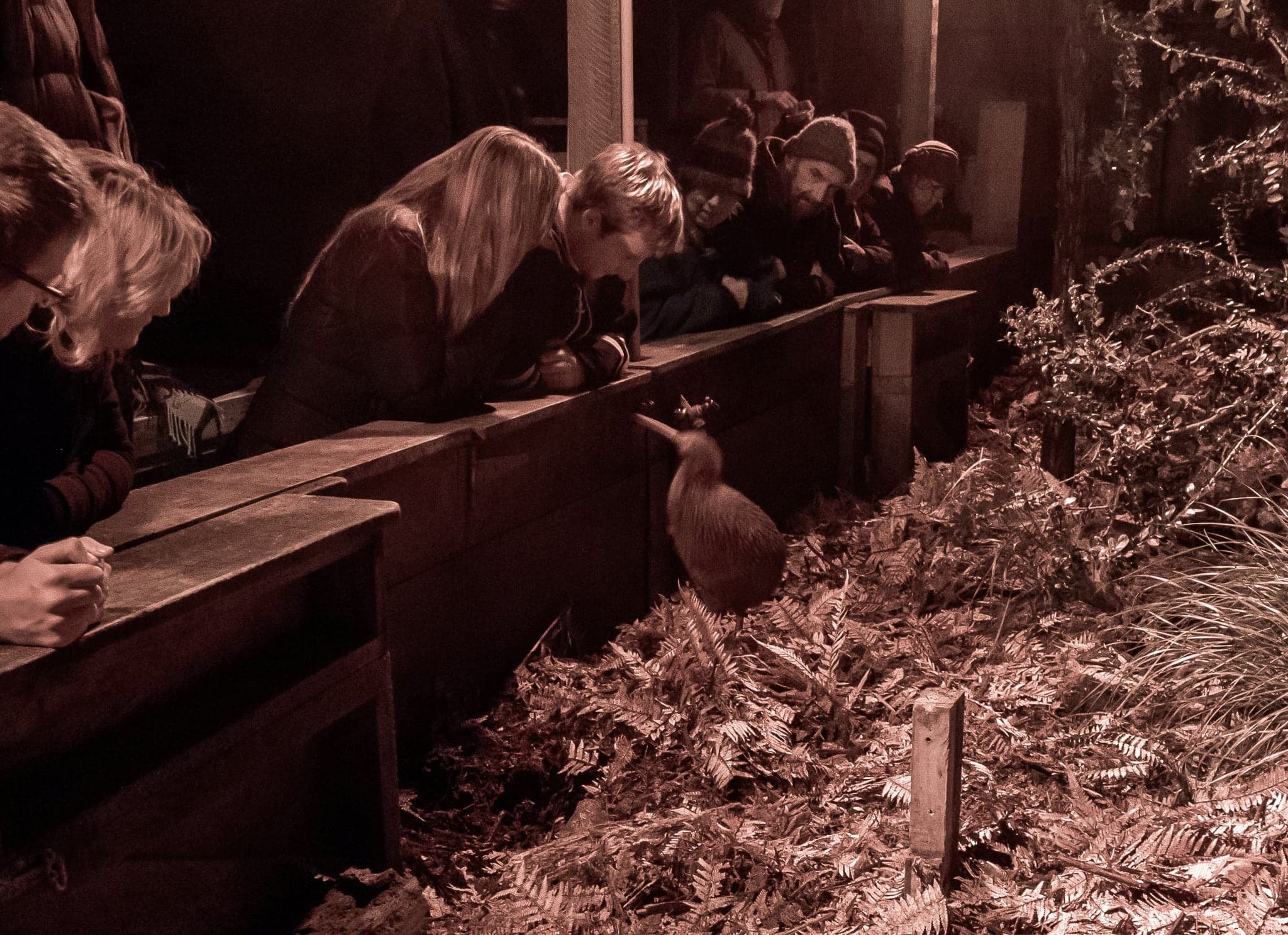 Vintage Rail Dining and Kiwi Night Walk on the Kāpiti Coast