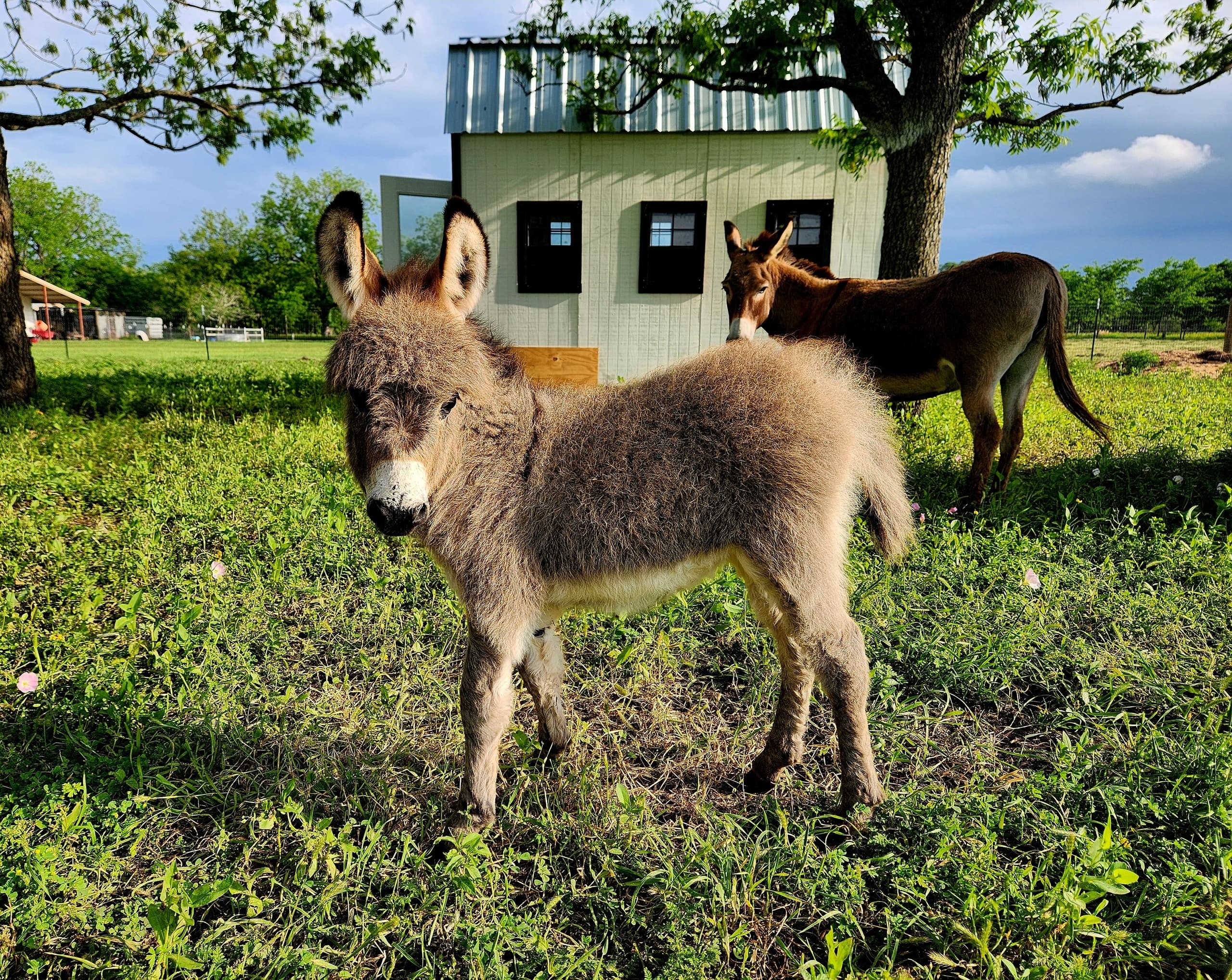 Farm Day Pass at Rose Therapeutic Farm in Brookshire, TX