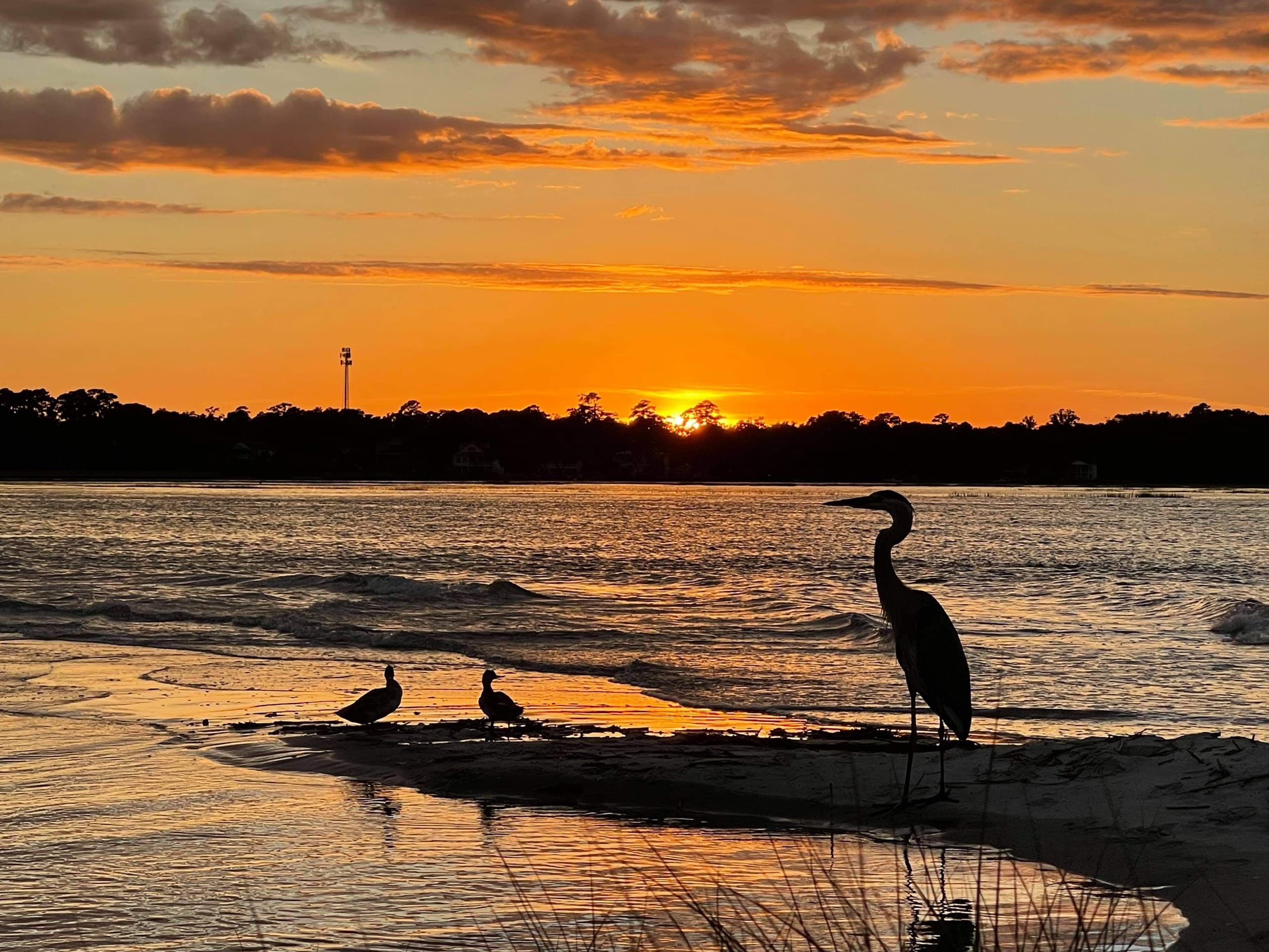 Heron and shorebirds silhouetted at marsh sunset estuary