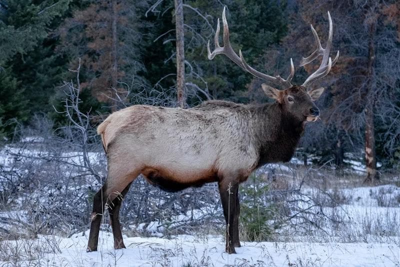 Wildlife & Views: Private Tour with Explore Banff Tours in Canmore