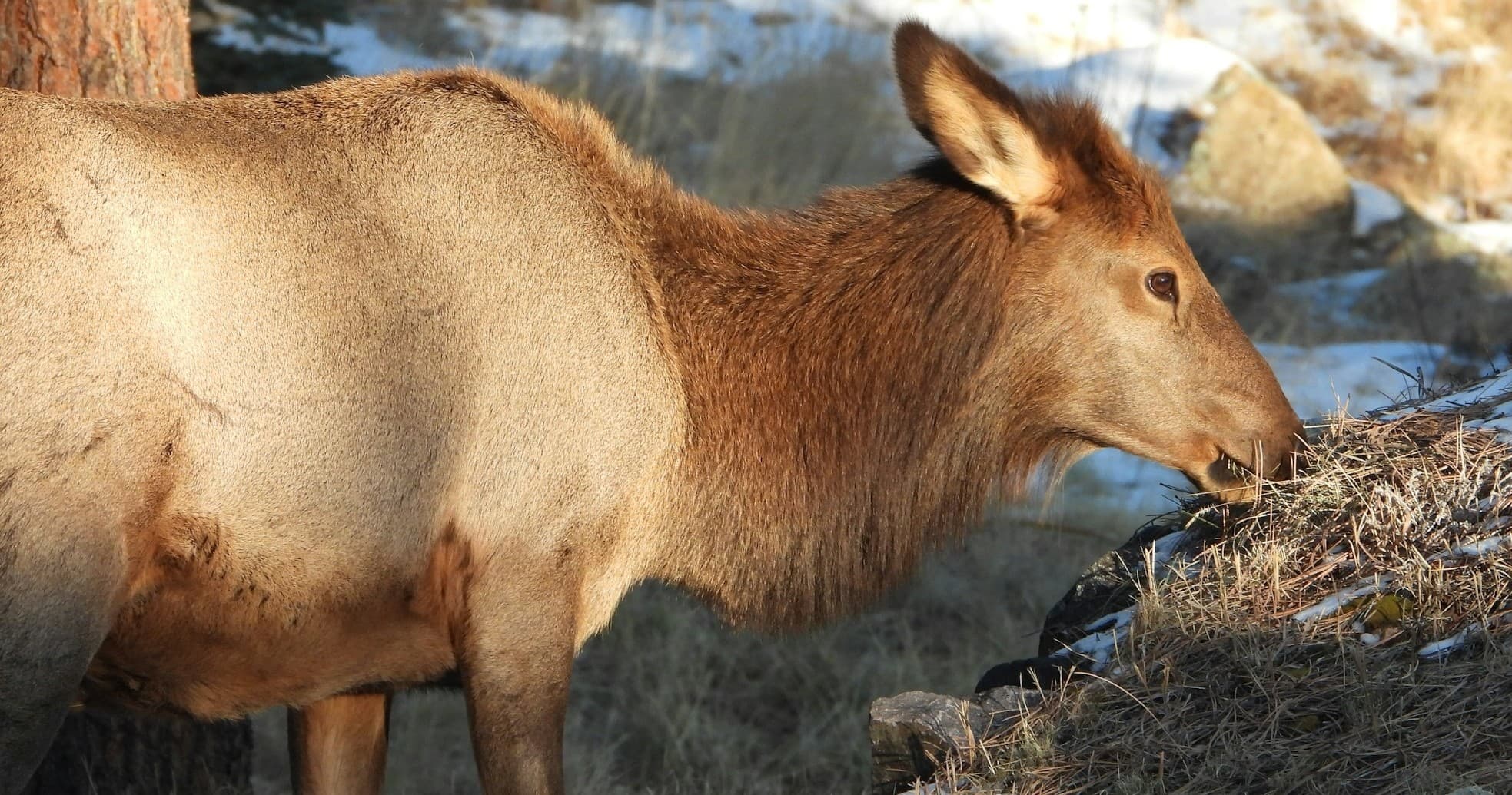 Exclusive Guided Elk Hunts on Private Land in Colorado’s Greenhorn Mountains