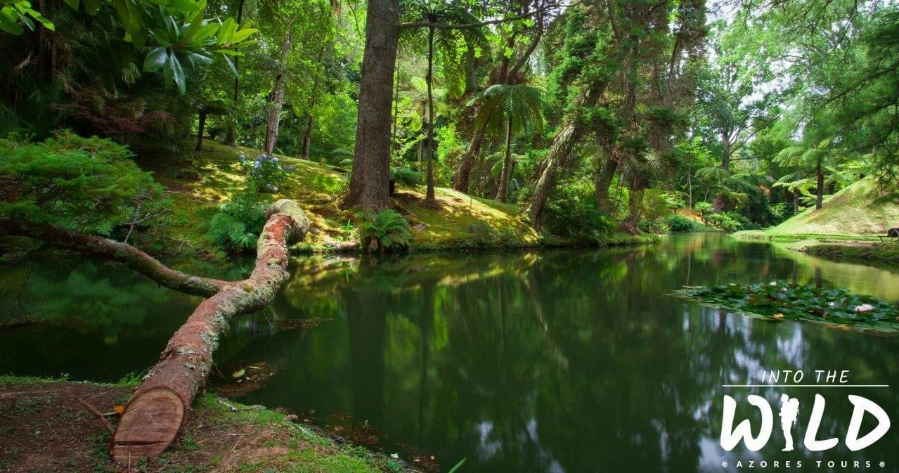 Furnas Tour Highlights with Into The Wild Azores Tours