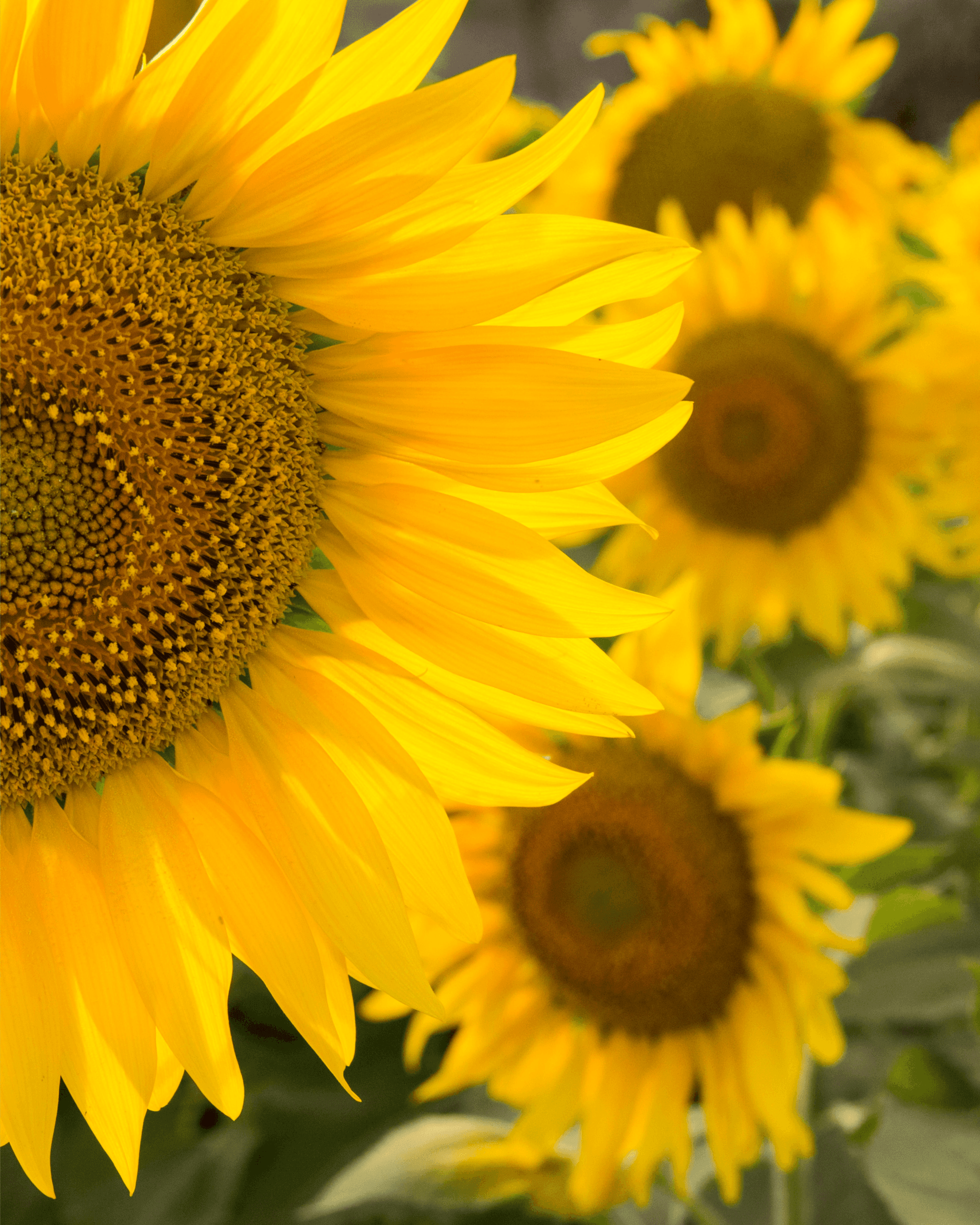 Sunflower Experience & Corn Maze at A Maze in Corn
