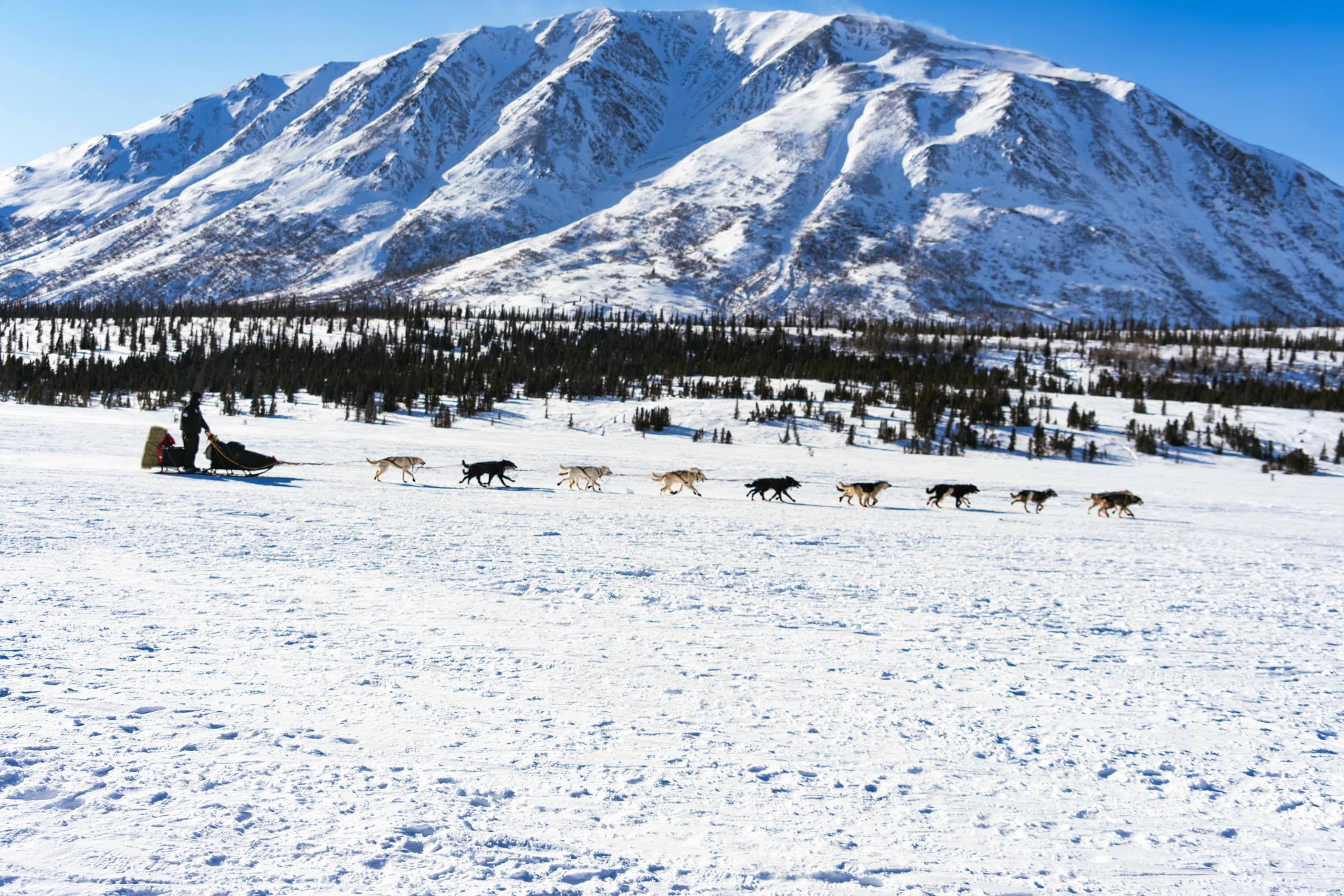 Experience the Iditarod at Rainy Pass Checkpoint: A Front-Row Seat to Alaska’s Legendary Dogsled Race photo 3