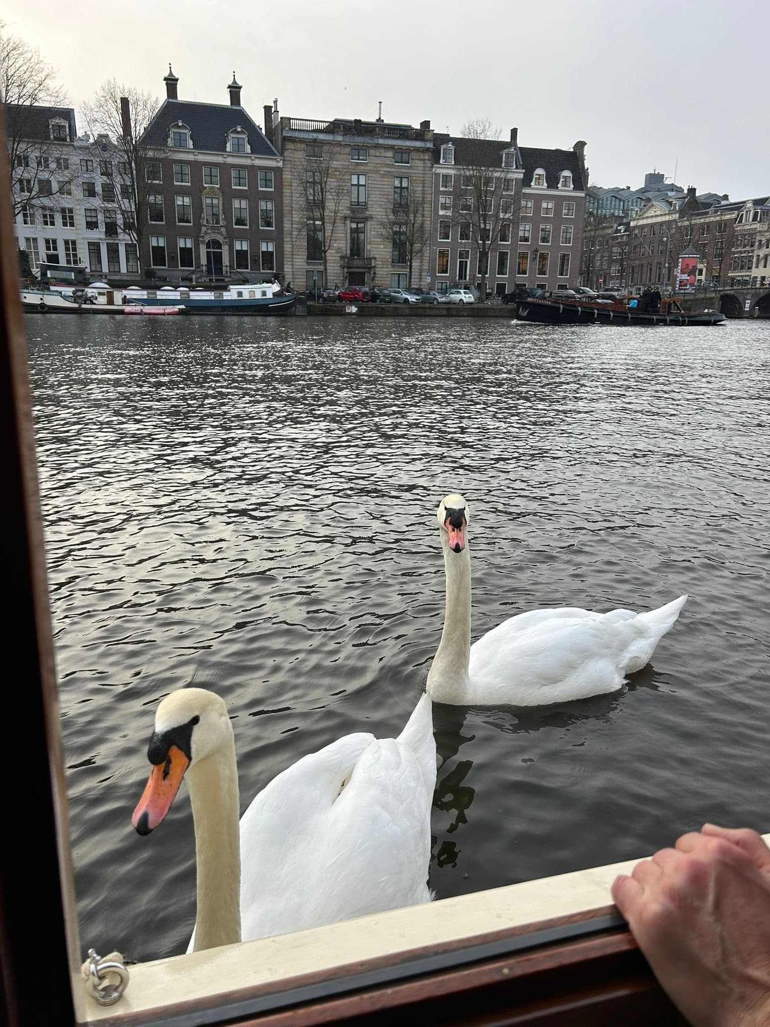 Private Electric Canal Cruise in Amsterdam on the UNESCO Canal Belt photo 3