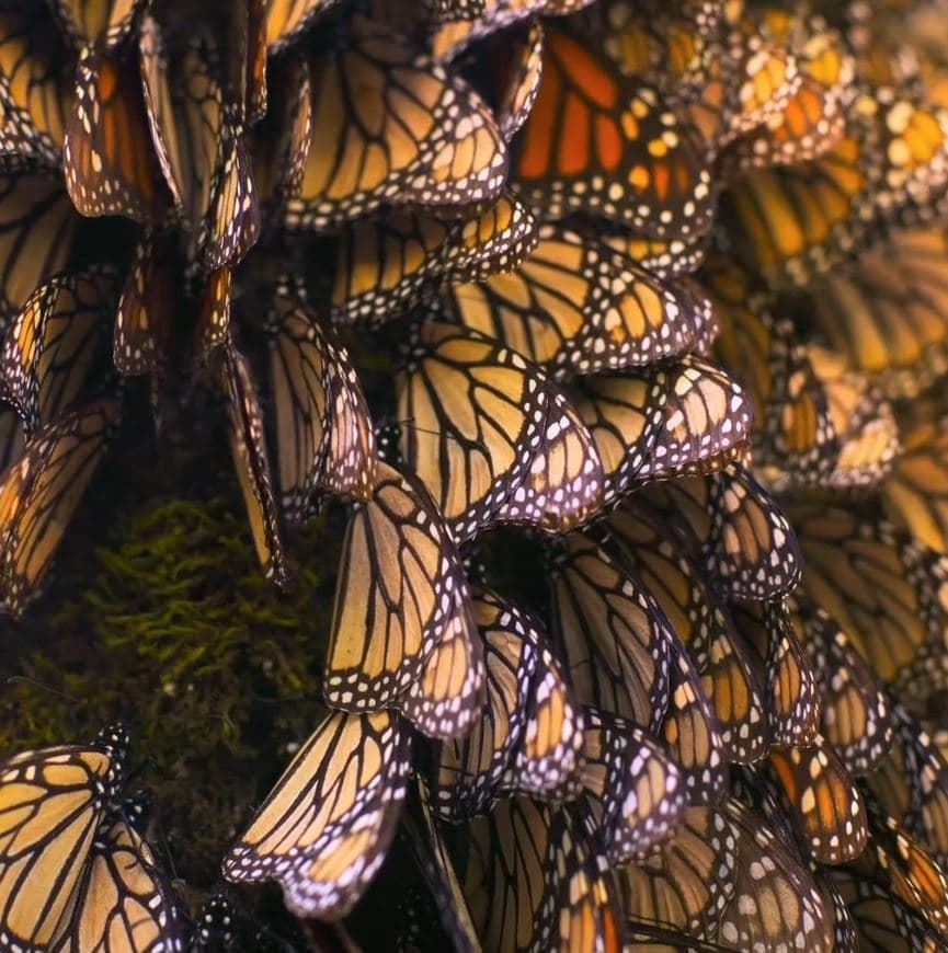 Butterfly Journey: 360° Migration Dome Film in Avalon, Catalina Island photo 1