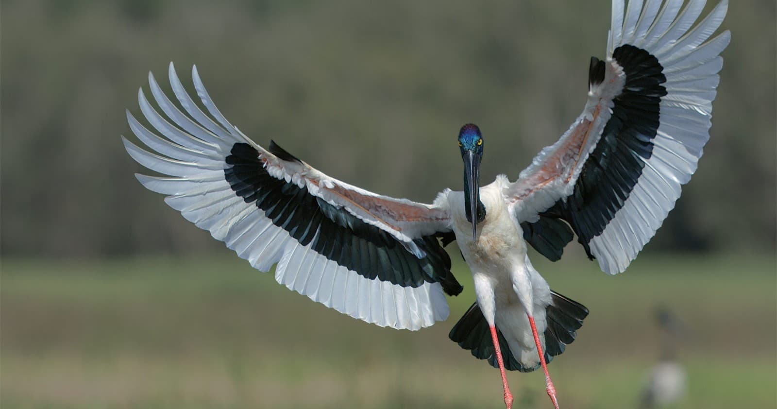 Birding Adventure with Darwin Bird Tour in Northern Territory