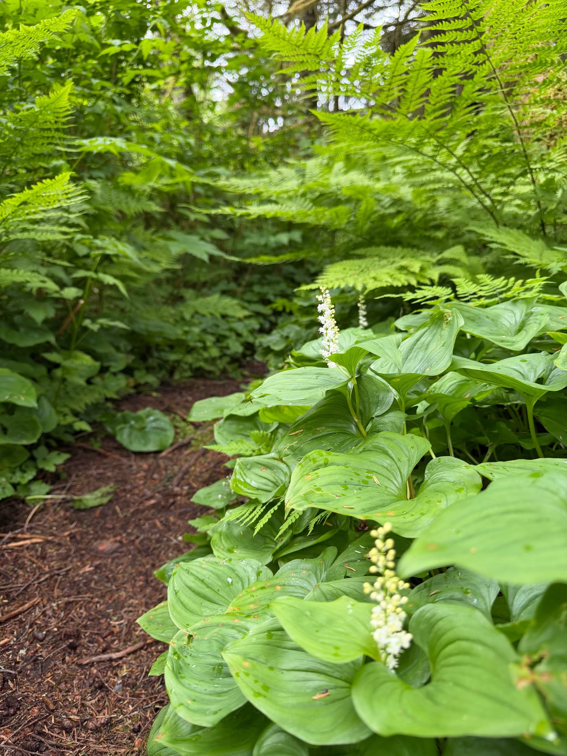 Mosquito Cove Estuary Walk: Guided Sitka Hike for Tidal Life and Wildlife photo 4