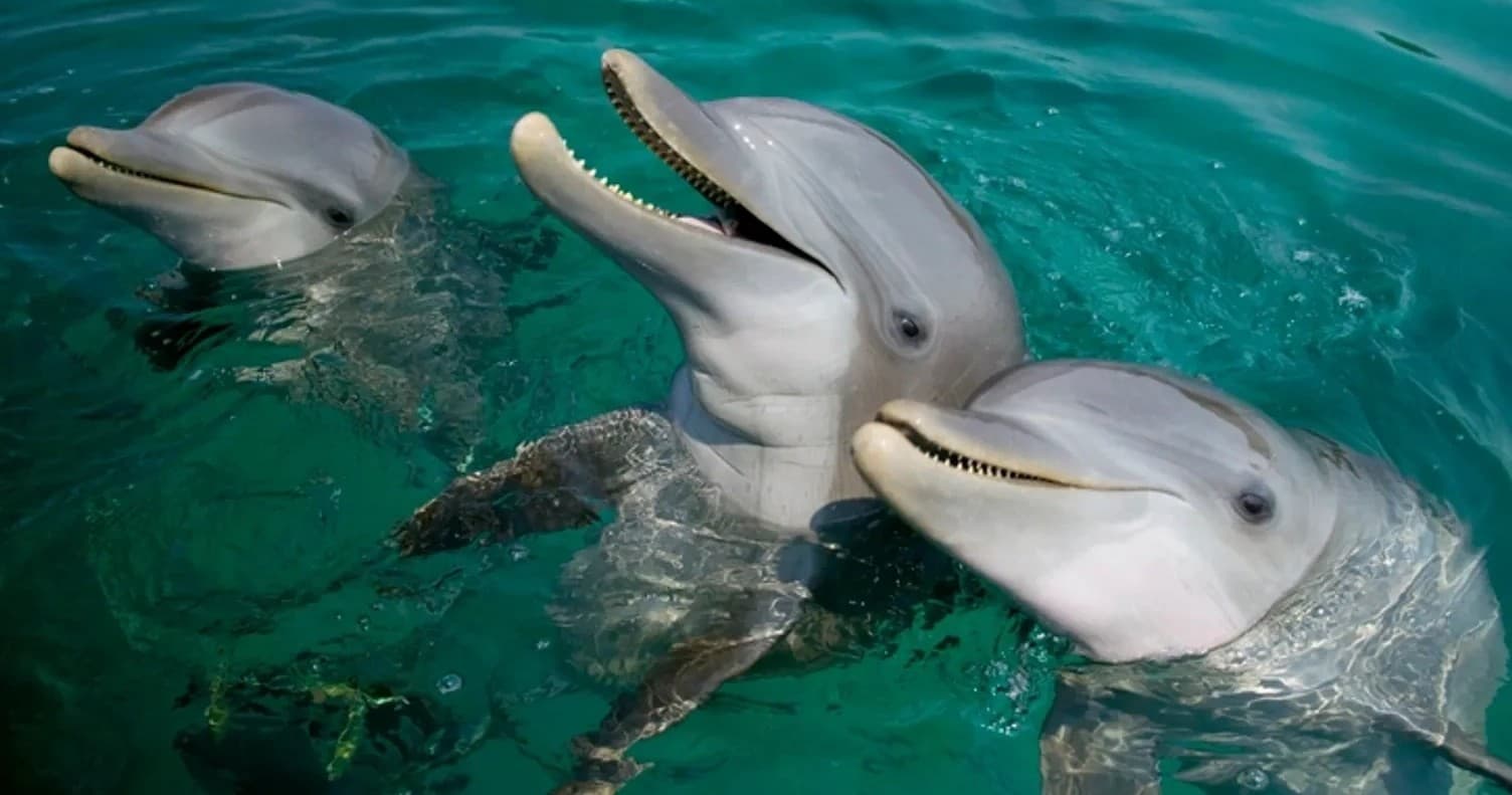 Dolphins swimming beside a charter boat in turquoise waters