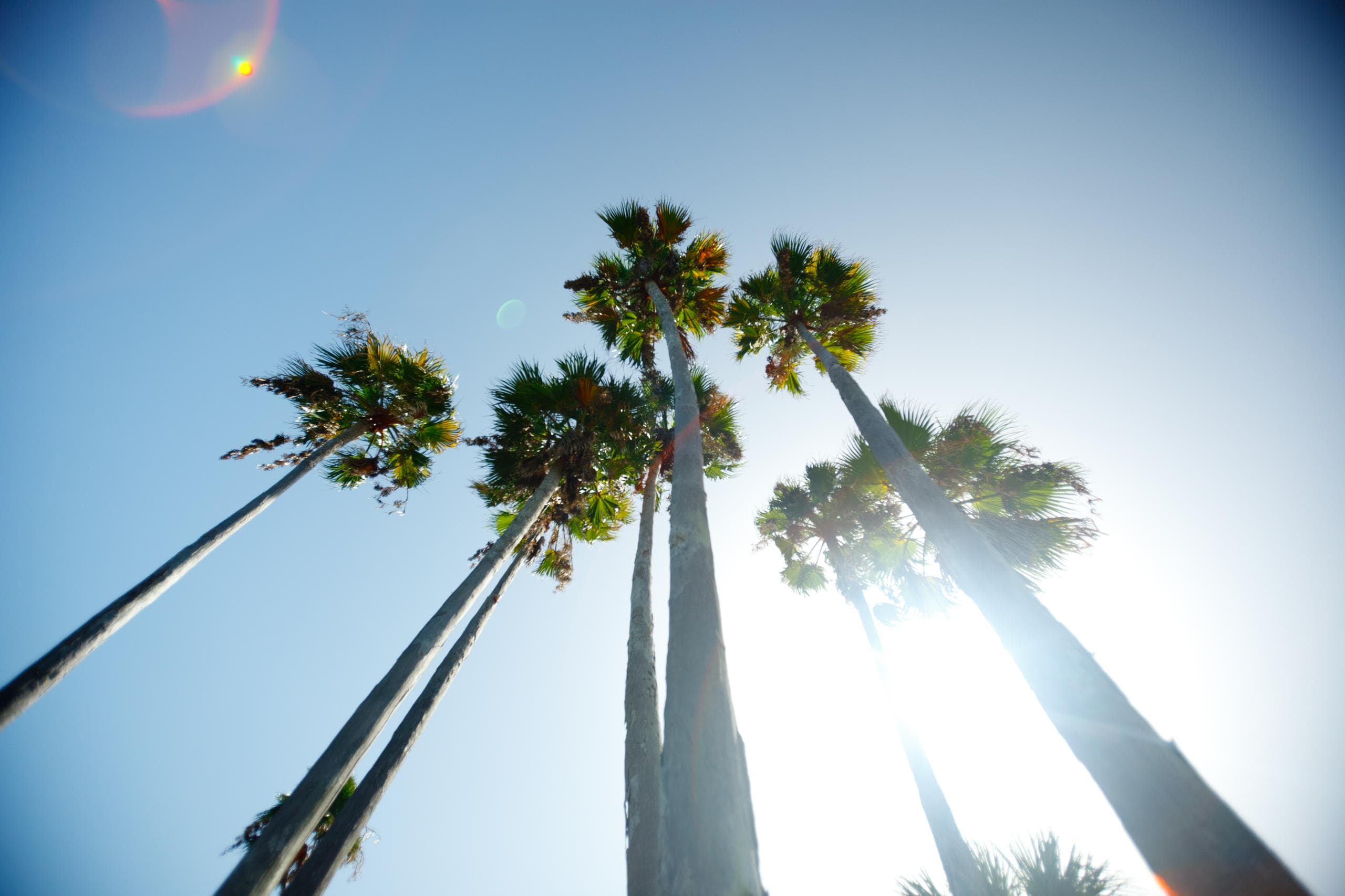 Tall palm trees against blue sky on Florida coastline