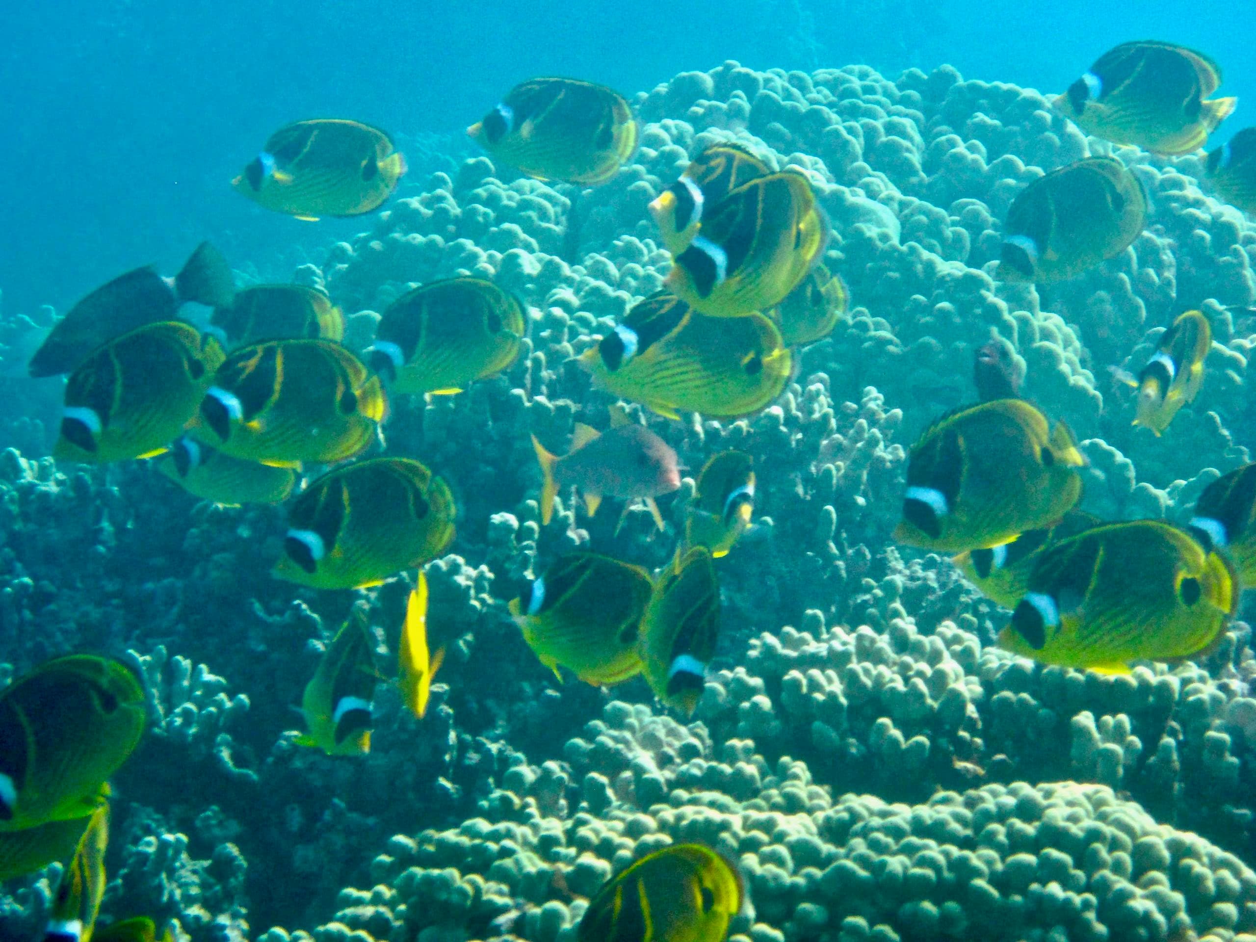 Snorkeling in Kealakekua Bay with Florida Railroad Museum