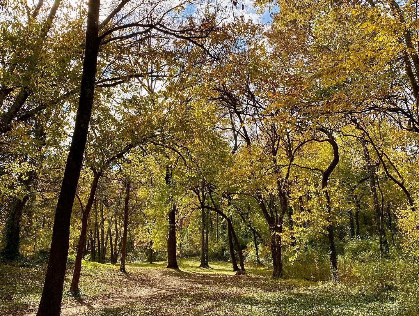 The Secret Lives of Trees: Discover Lost River Cave’s Ancient Giants on an Arborist-Led Walk