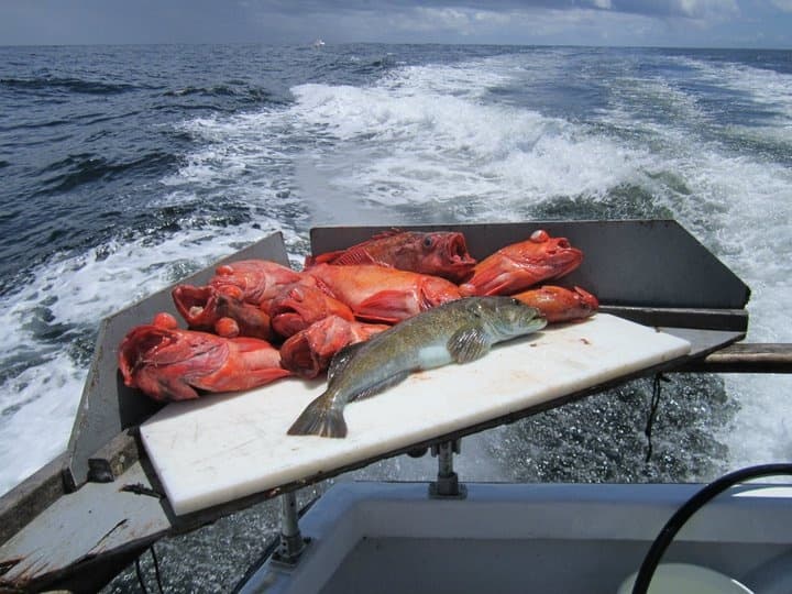 Fresh catch on boat cutting board with ocean wake view