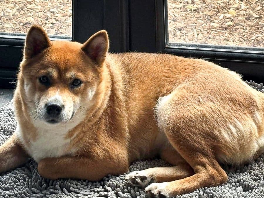 Pet Boarding with Poppy's Perfect Pups: Trusted Dog Care Service