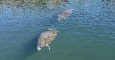 Mermaids & Manatees: Gulf-to-Springs Eco Cruise in Homosassa