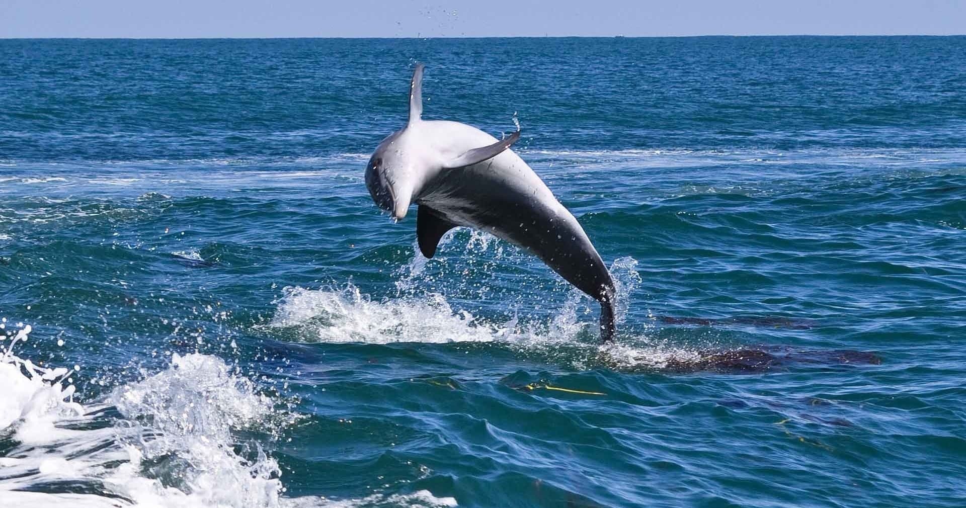 Wildlife & Boat Charters: St Davids Dolphin Experience Adventure