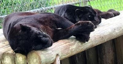 Black panthers napping on log platform in animal sanctuary