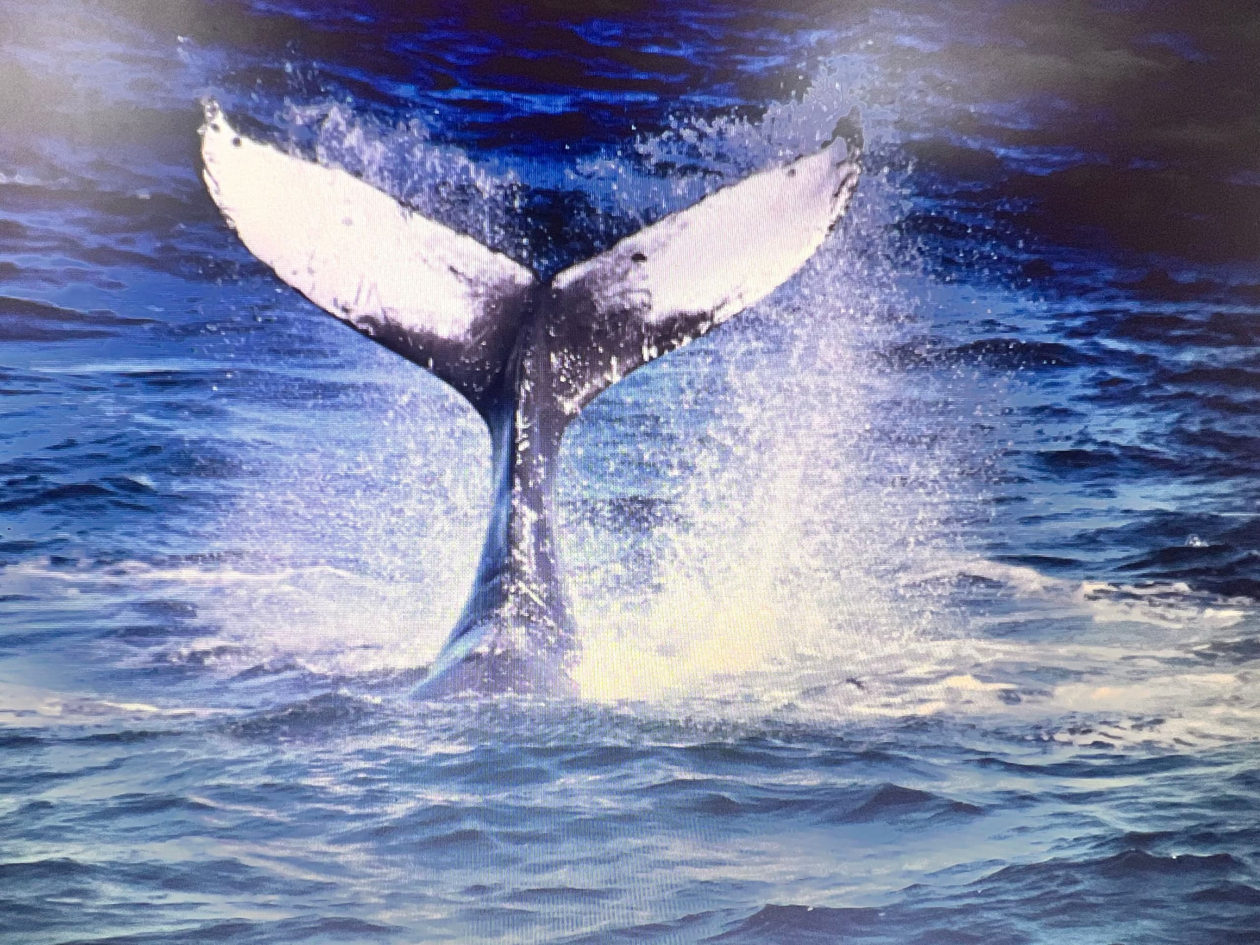 The Cape May Big One 3 Hour Whale, Dolphin & Bird Trip Departing Wildwood Crest