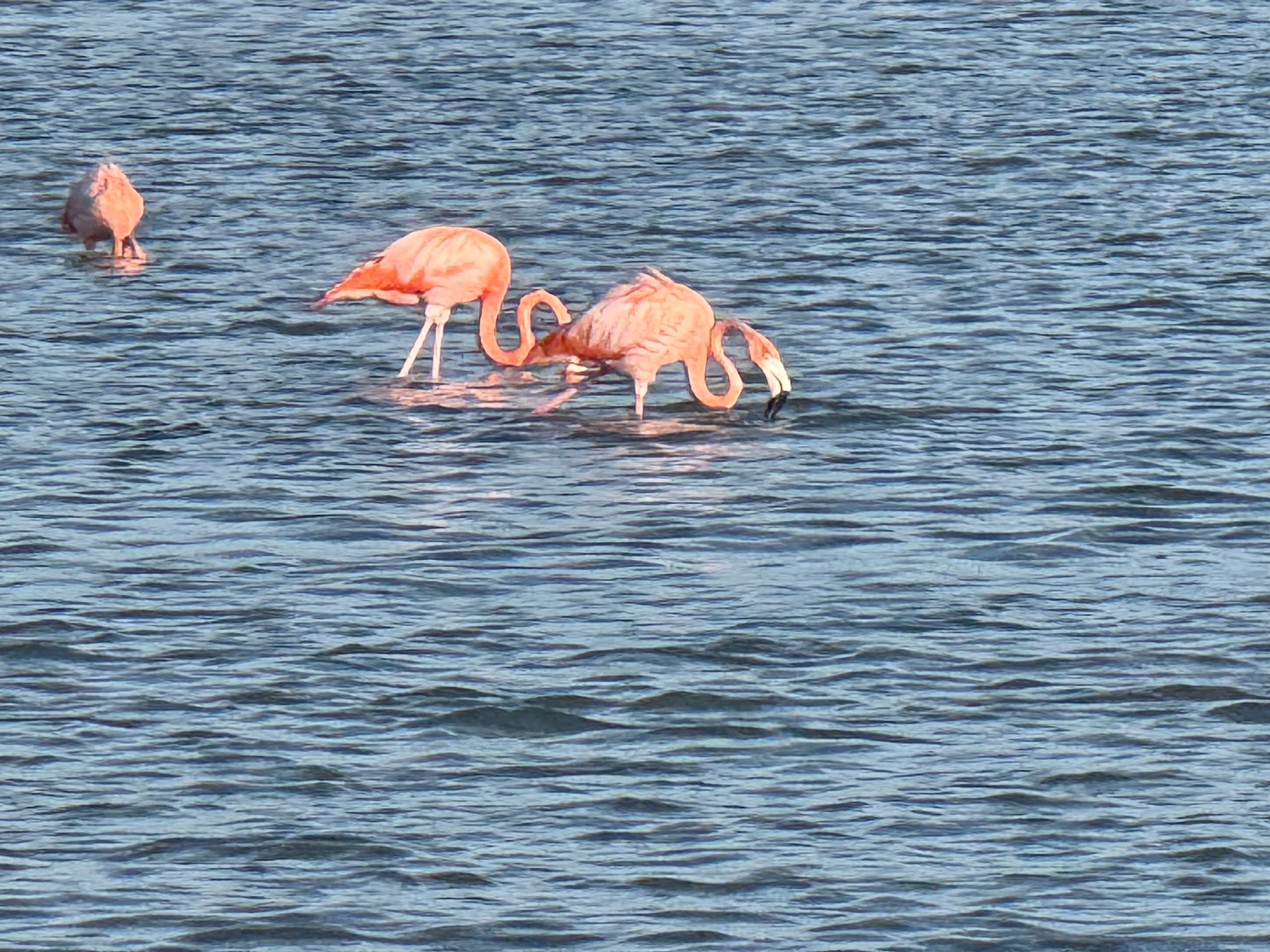Full-Day Flamingo Eco Tour: 24' Pathfinder Wildlife Charter in the Everglades photo 1