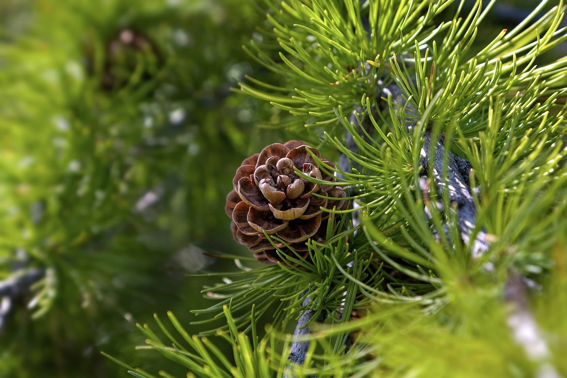 Wildlife & Nature Tour: Profumo di larice in Val di Sole