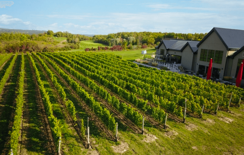 Wine Tasting at Adamo Estate Winery
