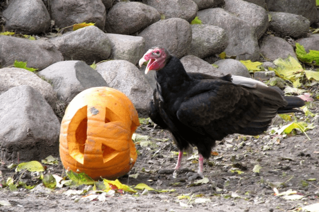 Vulture-like bird investigating carved pumpkin on zoo grounds