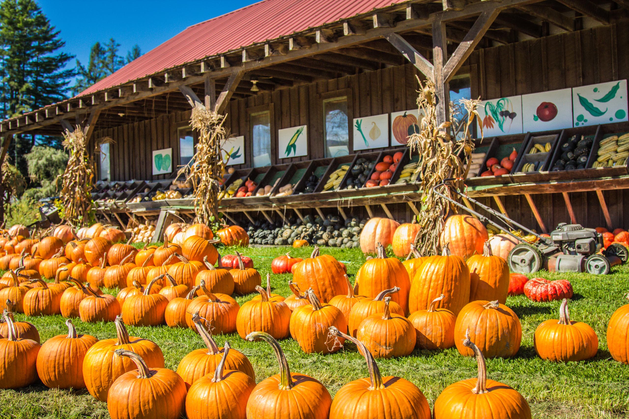 Autumn pumpkin patch and farmstand with mountain views in fall