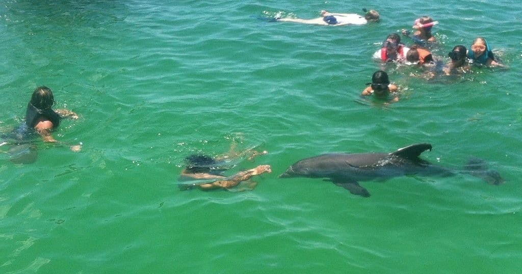 Dolphin Boat Tour & Shell Island Adventure with Lagoon Pontoons in Panama City Beach