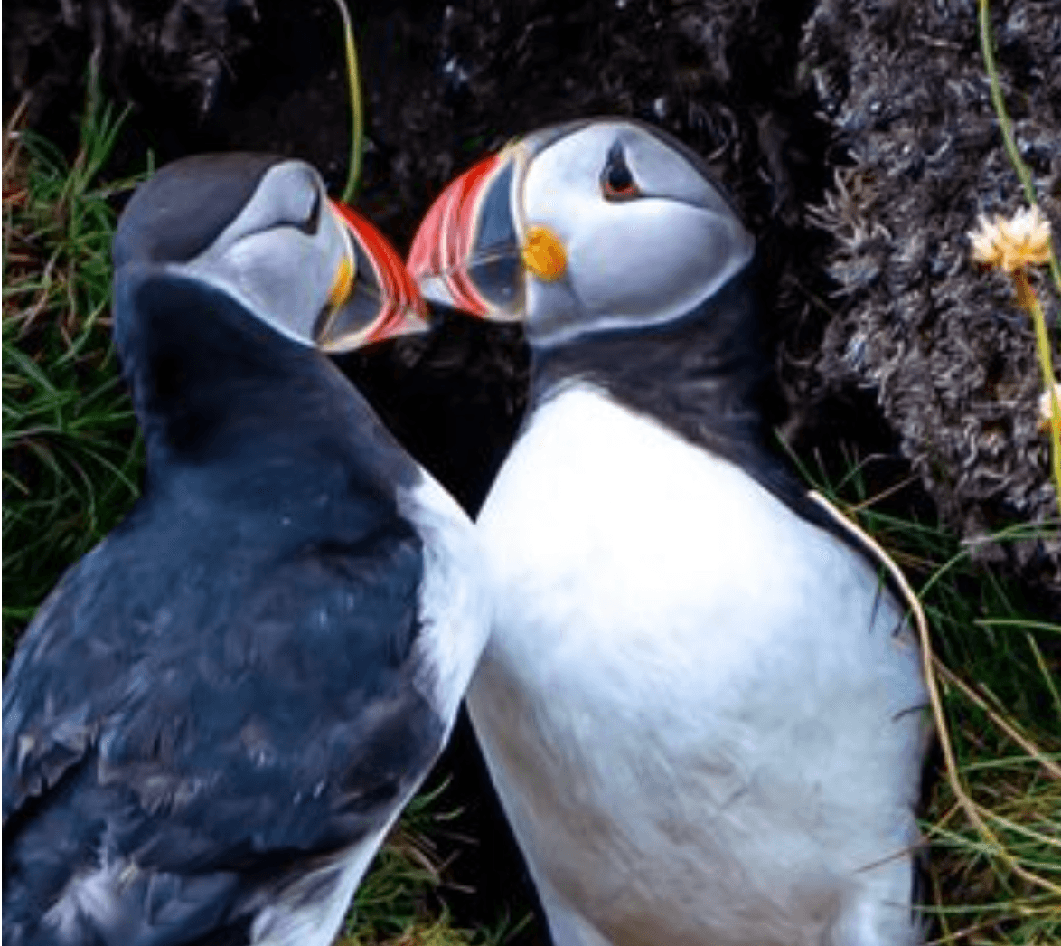 Caithness Puffin Tour with Seawolf Wildlife Tours