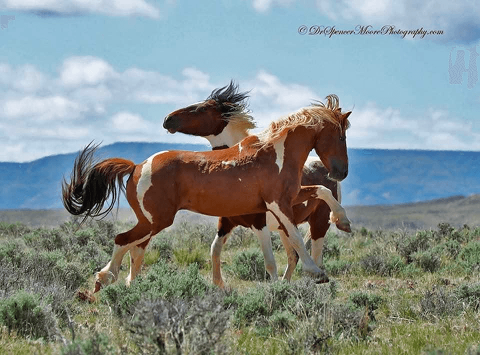 Red Canyon Rafting Trips and Wild Mustang Tours team