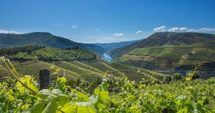 Classic Douro Wine & River Tour by Ivo Lobo ltda.