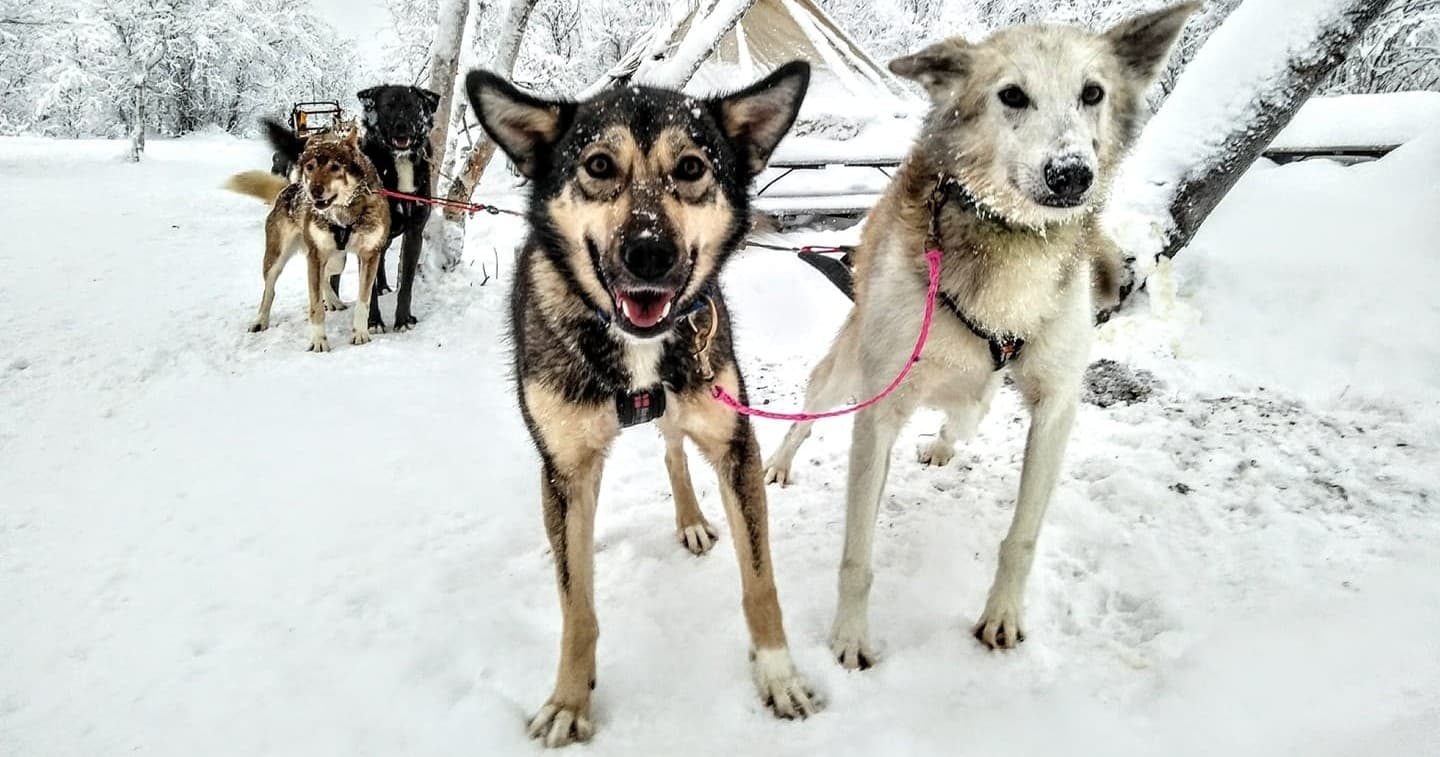 Sled dog team close-up on snow trail during winter mushing tour