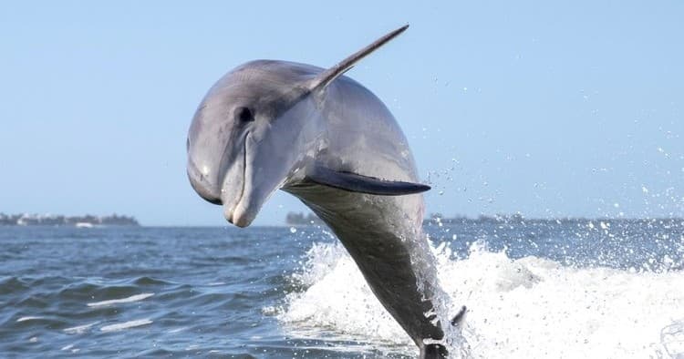 Dolphin in Duck, North Carolina