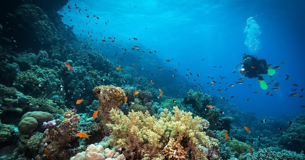 Colorful coral reef with scuba divers exploring Oahu waters