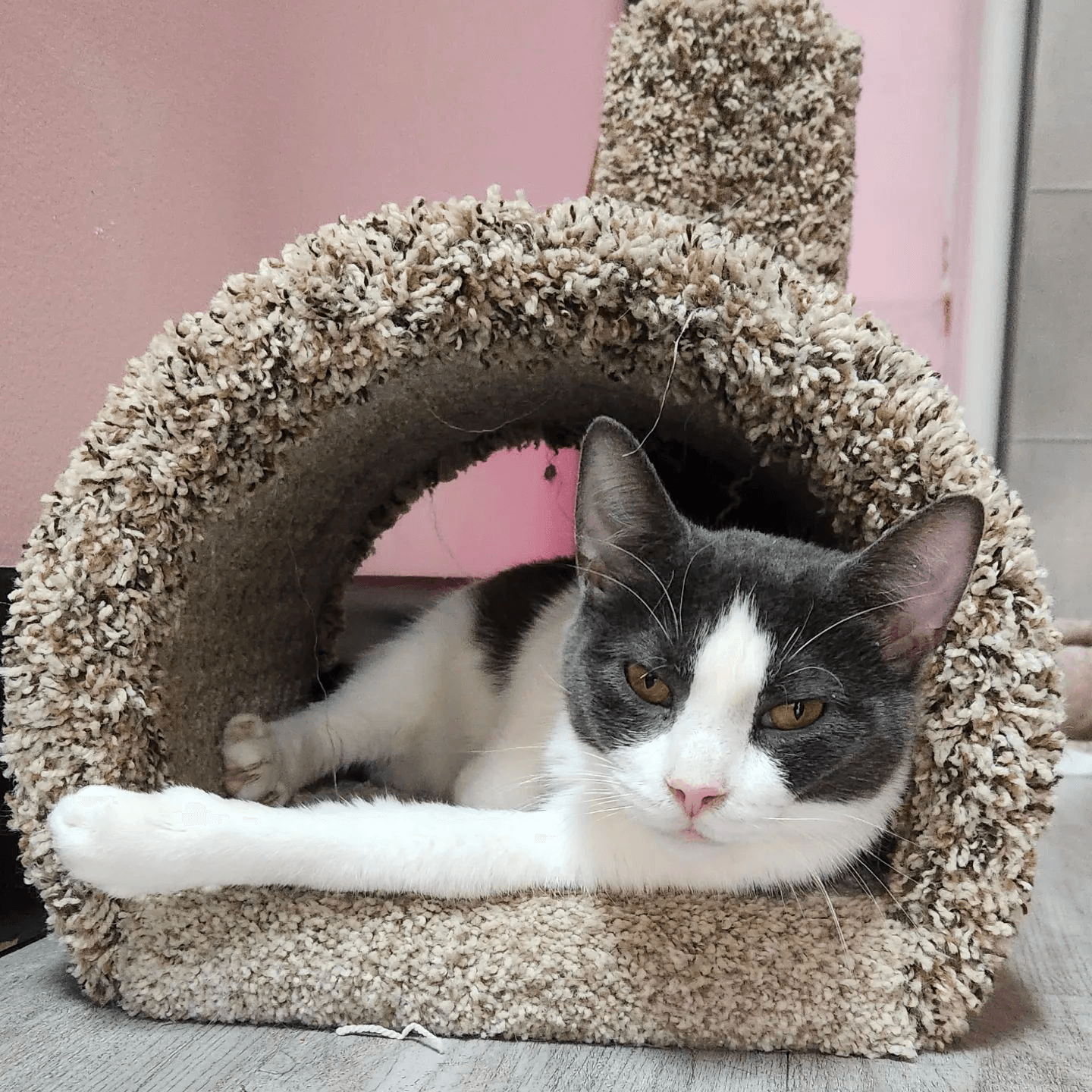 Unwind with Shelter Cats: Unique Animal Rescue Experience in New Paltz, NY