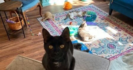 Black cat alert in sunlit cafe room with rugs and toys