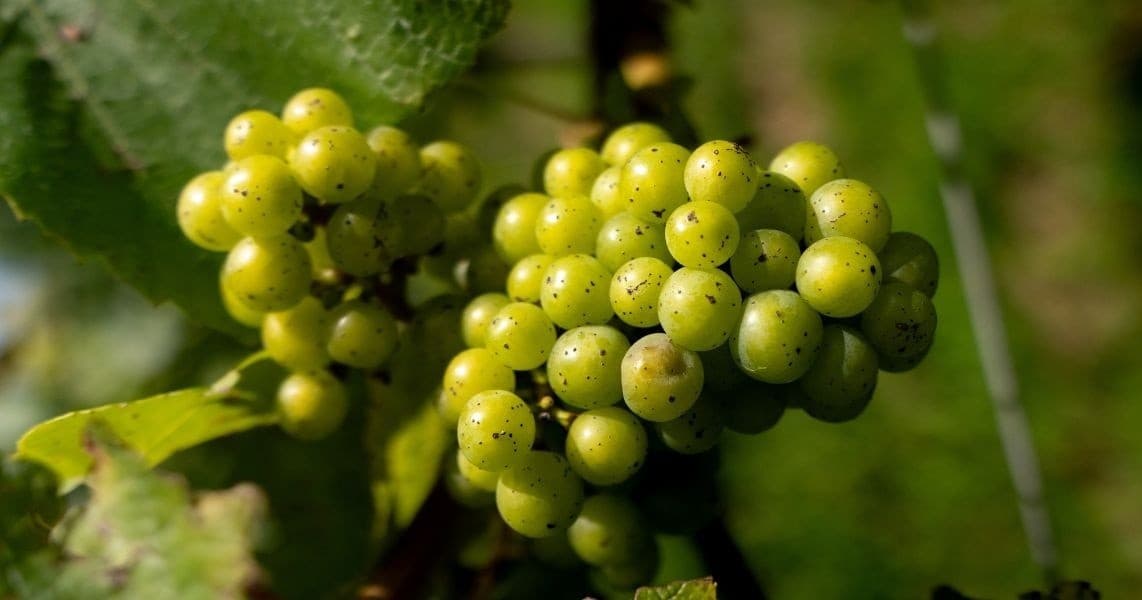 Highweald Wine team