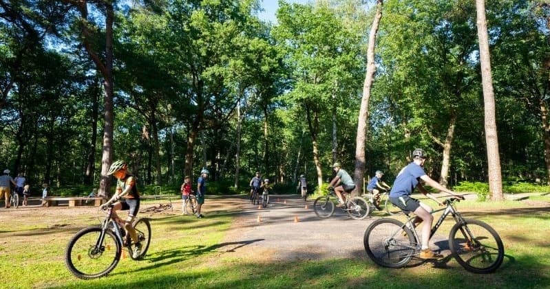 Cyclists riding in shaded park with tall trees and wide trails