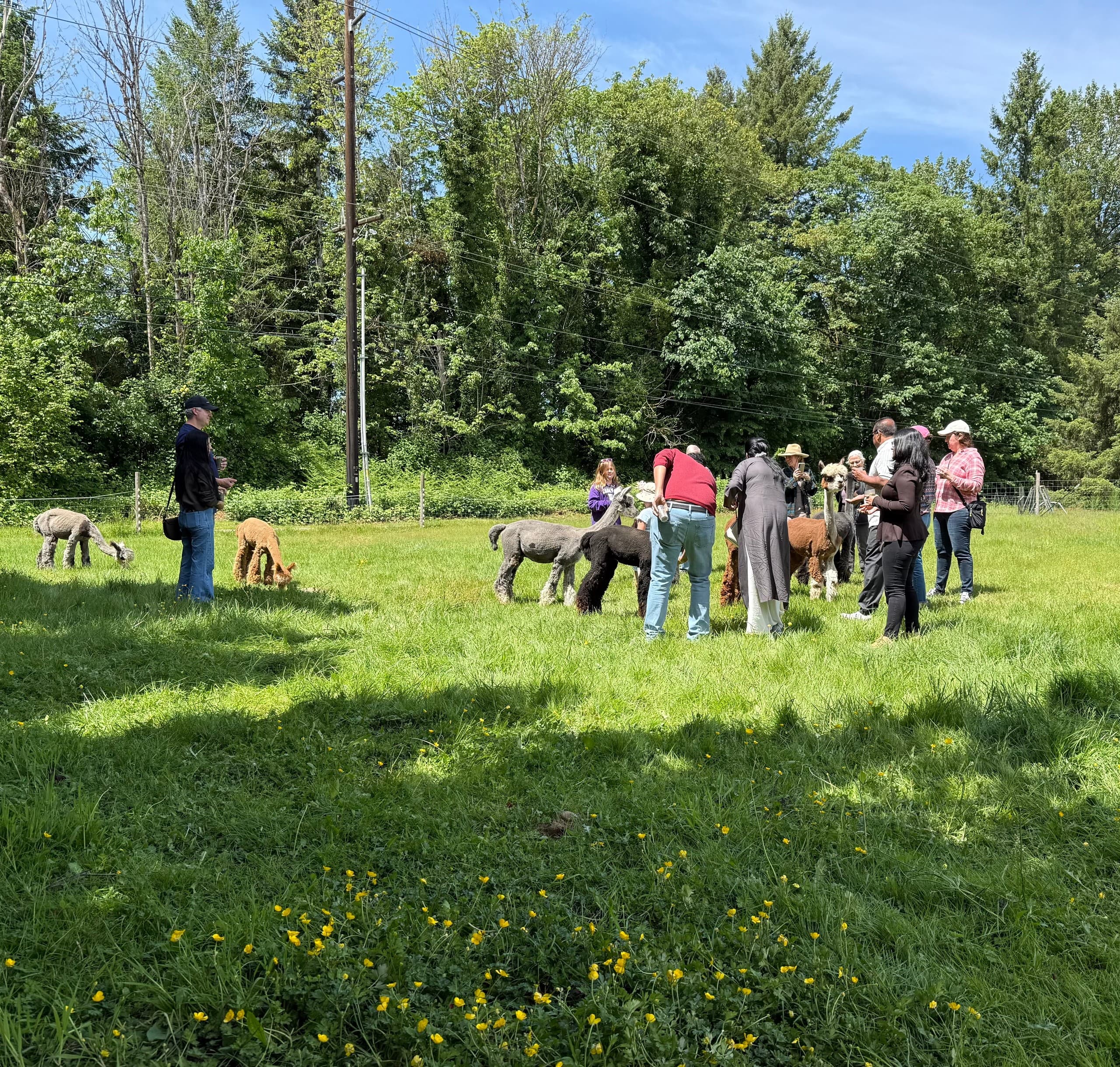 An Hour with Alpacas in Carnation, WA: Feed, Photograph, and Learn photo 2