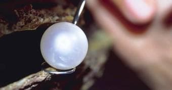 Pearl Harvest Experience with Cygnet Bay Pearl Farm in Broome